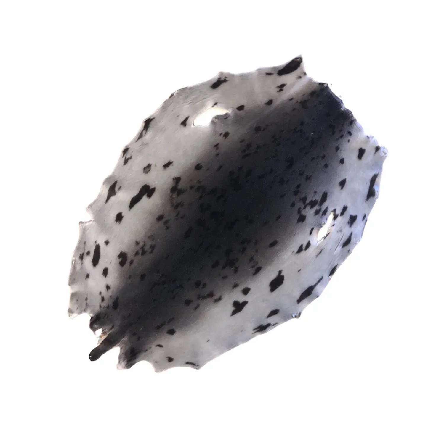 Real Sealskin For Craft Leather Premium Exotic Leather