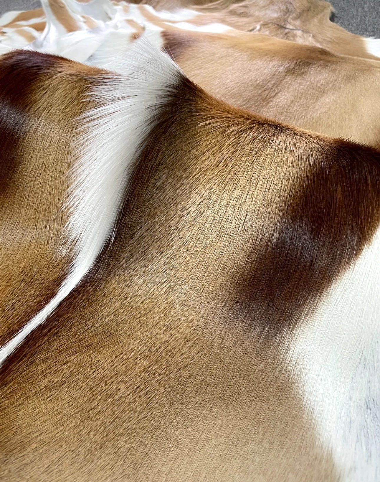 Genuine Springbok Antelope Leather Rug