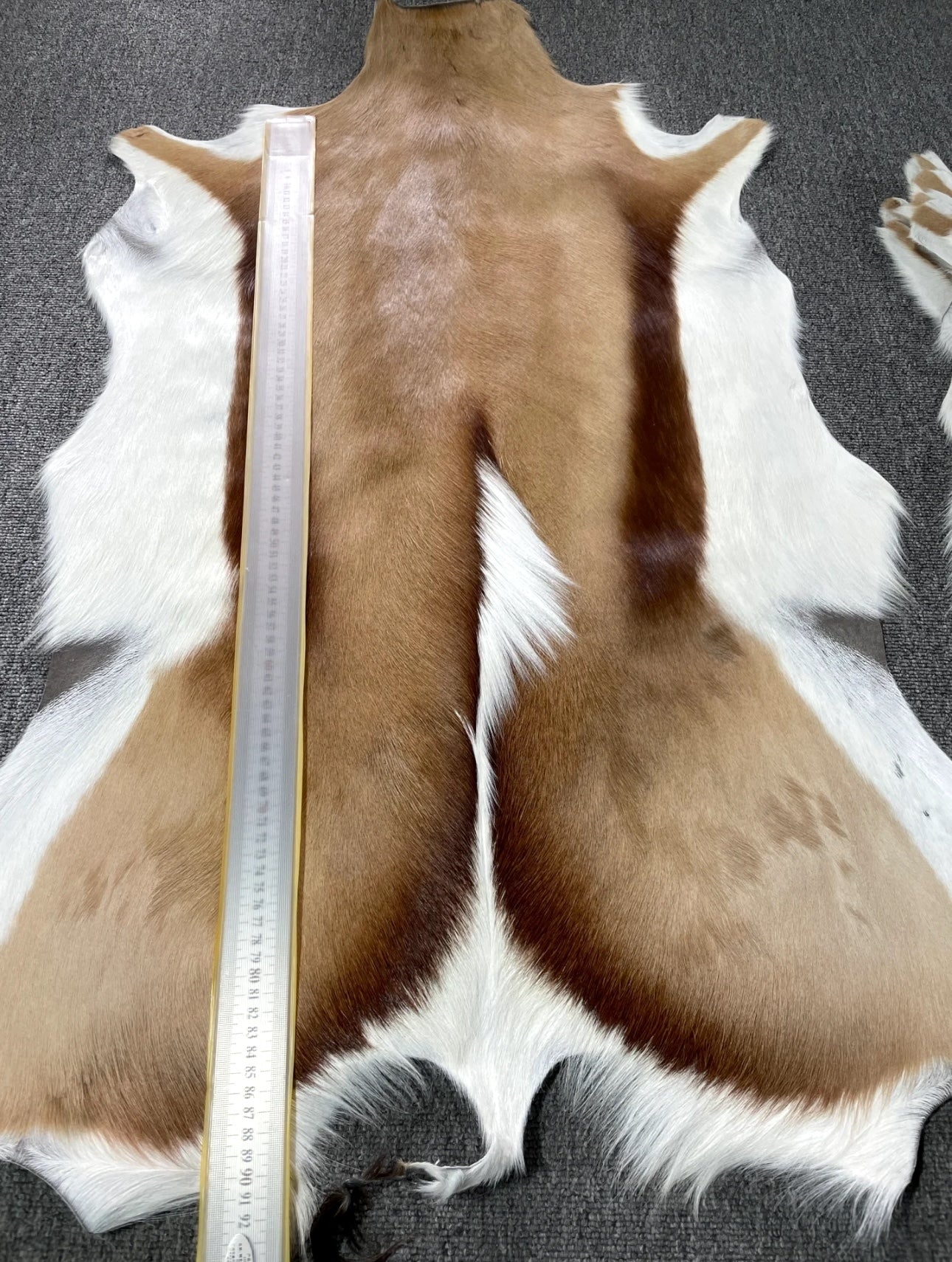 Genuine Springbok Antelope Leather Rug