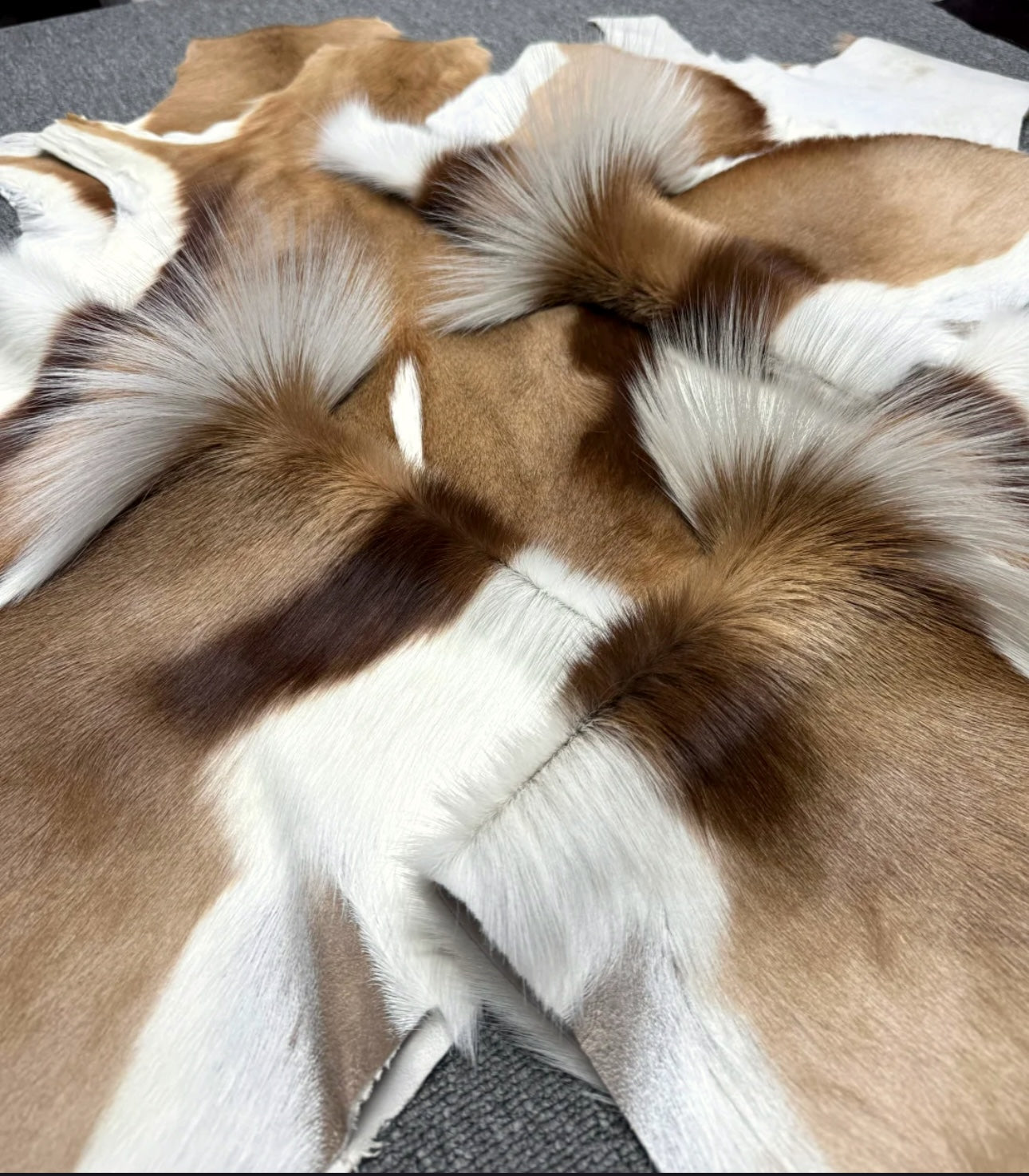Genuine Springbok Antelope Leather Rug