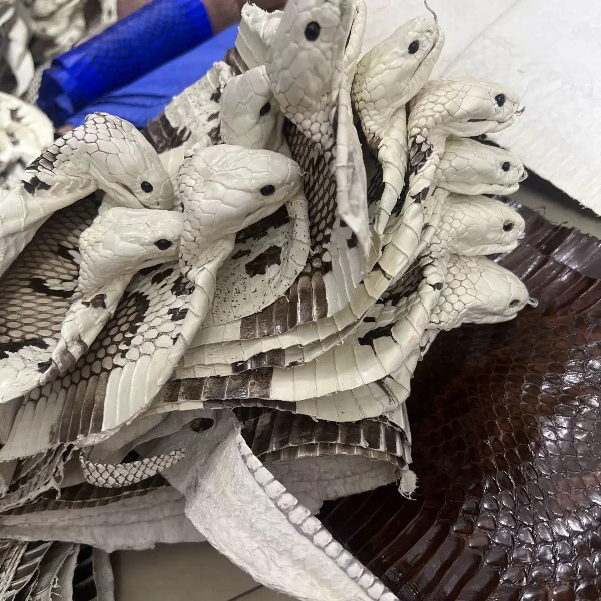 Luxury Genuine Snakeskin | Natural Patterned Exotic Designer Leather