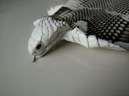 Genuine Snakeskin with Head & Eyes | Exotic Leather for Accessories